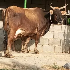 GÖLELİ SYGYR