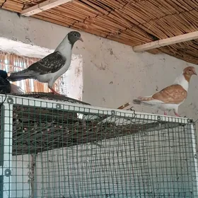кепдери