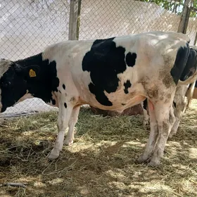 ökuz