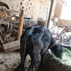 yas gulajun isdasi gowy duran