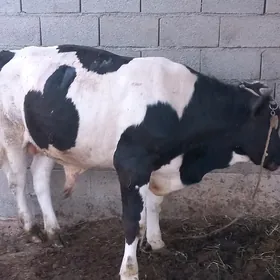 Öküz