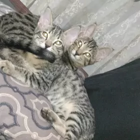 Pishikler