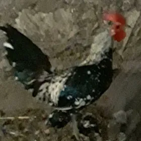 Towyk Karlik