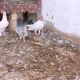kepderi