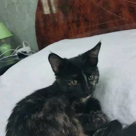 Котёнок