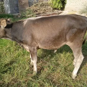okuzce