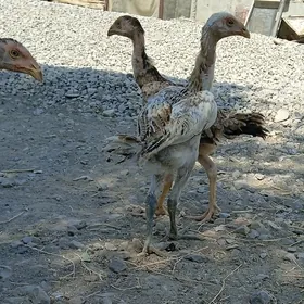 Taşkent jüýjeler