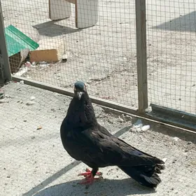 kepderi