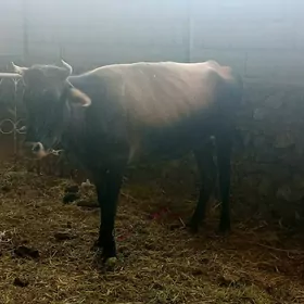 gysyr sygyr
