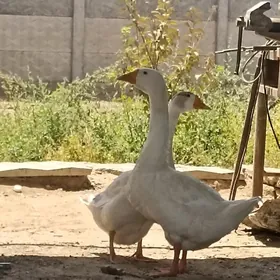 guslar
