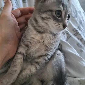 котик