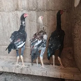 Taşkent
