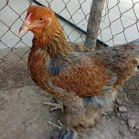 brama