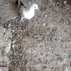 kepderi