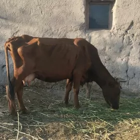 Sygyr