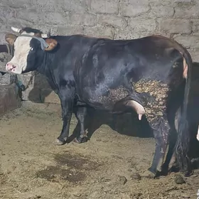 bogaz sygyr