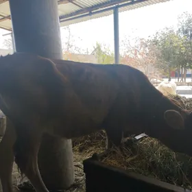 Tüwe