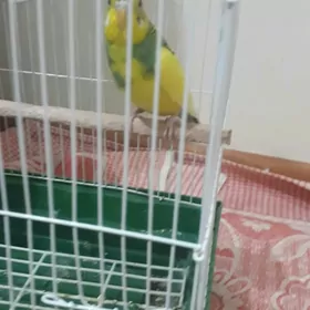 papugay