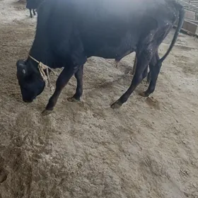 öküz