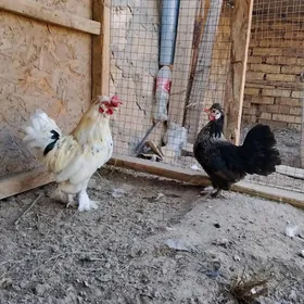 Karlık(HORAZ MÄKİ)ikisi bile