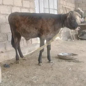 öküzçe