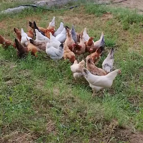 Towuklar
