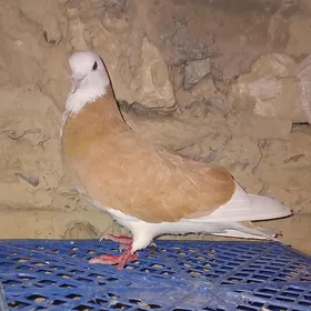 Guş