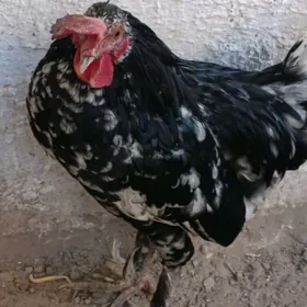 Yaponcik horaz.