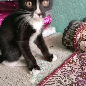 pişik