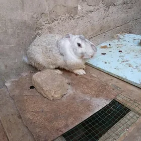 Tovşan velikan