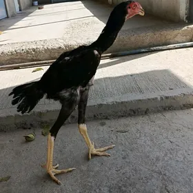 Taşkent horaz