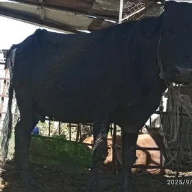 gysyr,sygyr,2sany,3okuz