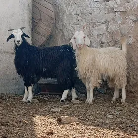ÇEWIŞ 3 SANY