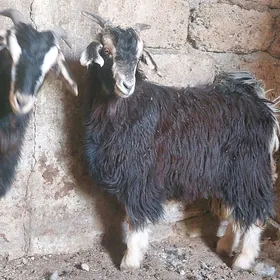 cewiş