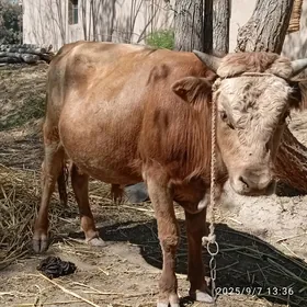 öküz