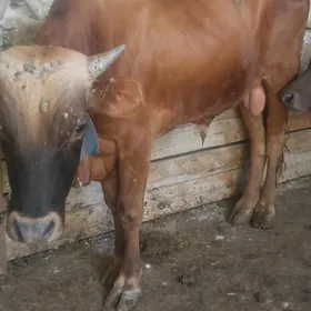 Öküz