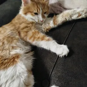 кошки