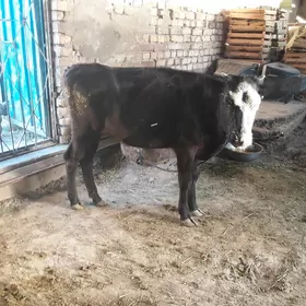 Tüwe