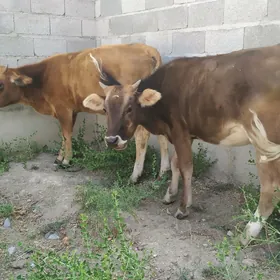 oküzçe tüwe