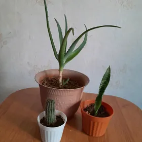 цветы