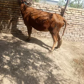 самиз инаклар