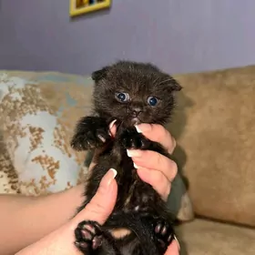 вислохий котенок