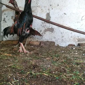horoz taskent