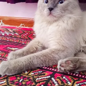 Кот