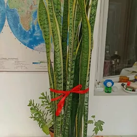 цветы