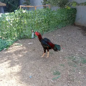 taşkent horaz