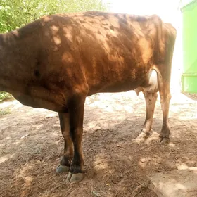 góleli sygyrlar