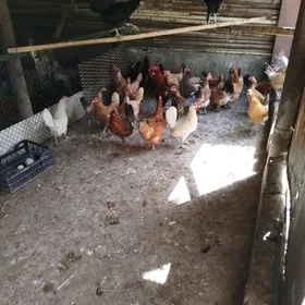 Towuklar