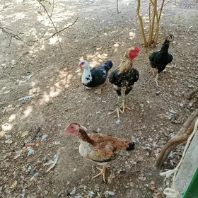 ordek sesis we taskent
