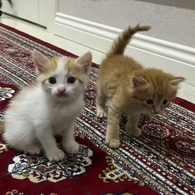 pisik / котята